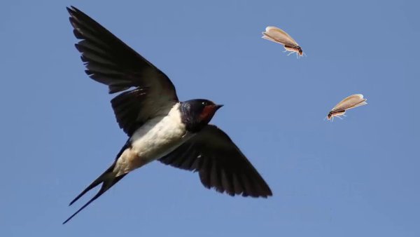 Стая птиц на белом фоне