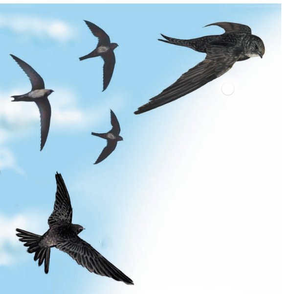 Перелетные птицы ла с то ч уа