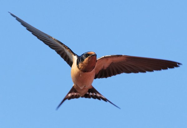 Ласточки низко летают