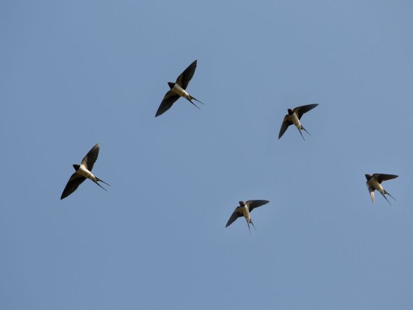 Ласточки в голубом небе