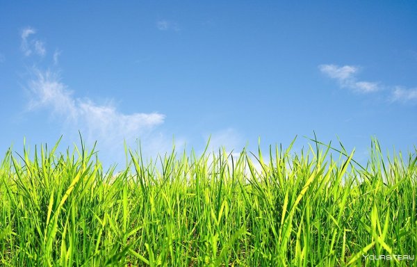 Фон трава и небо