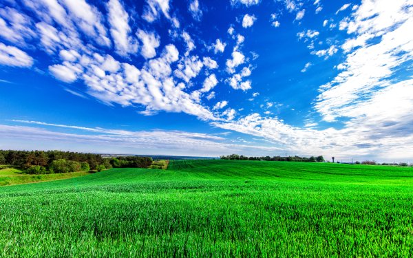 Зеленое поле