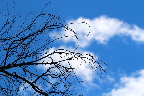 Ветка на фоне неба