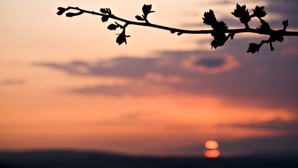 Закат с веткой одной