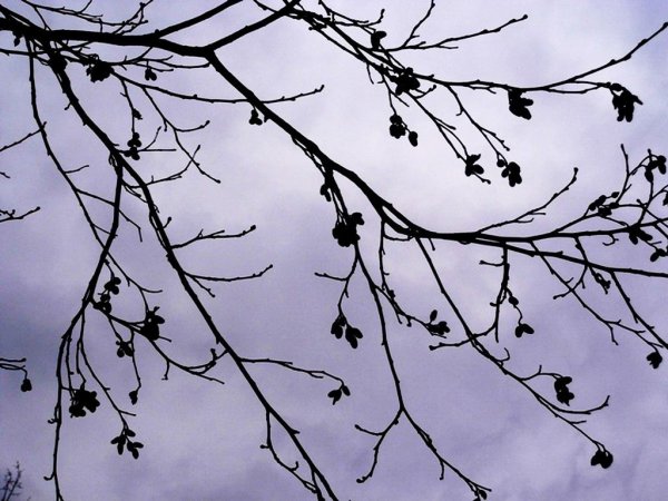 Ветки деревьев на фоне неба