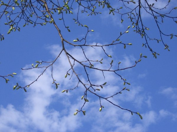 Ветви деревьев весной