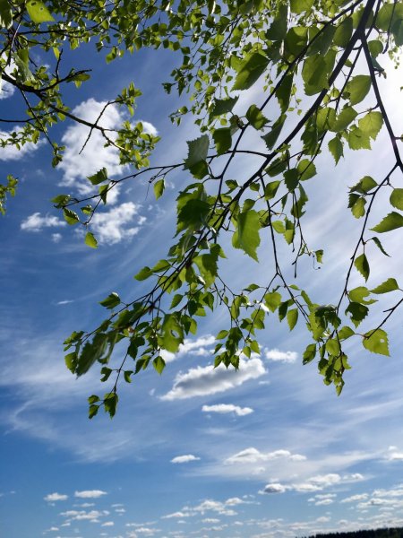 Природа березы