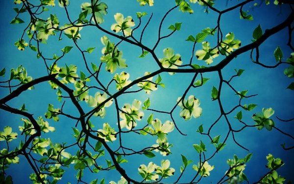 Ветви деревьев