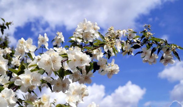 Чубушник и яблоня