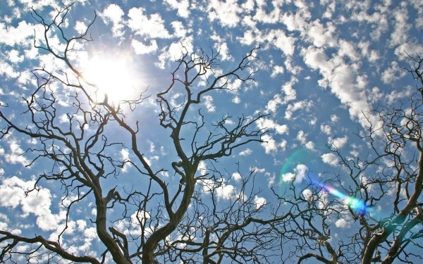 Небо и деревья