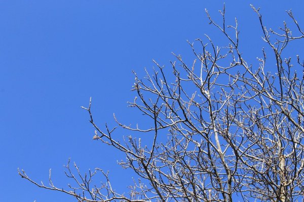 Ветка на фоне неба