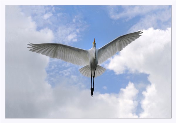 Полет птицы