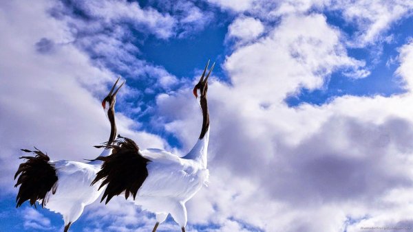 Журавль туруна