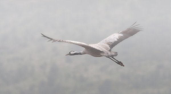 Полет журавлей в небе