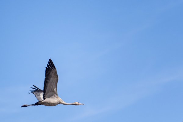 Журавль в небе