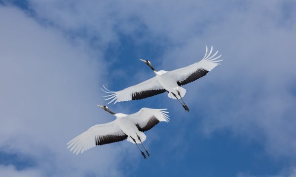 Журавль в небе