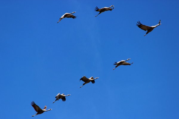 Журавль в небе