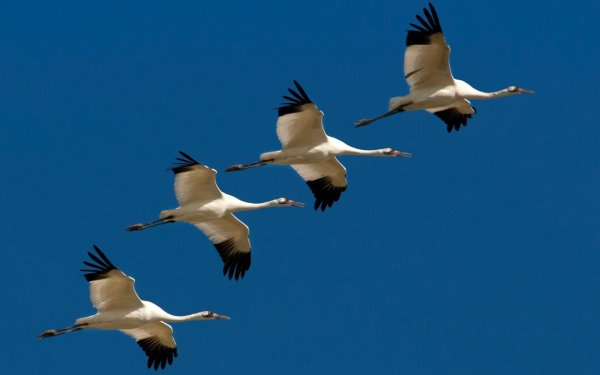 Журавли улетают