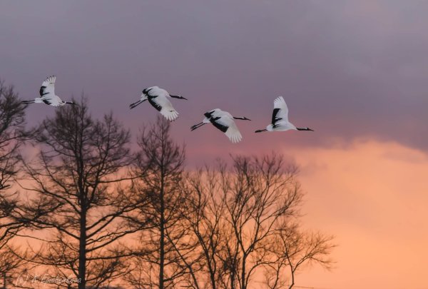 Аист в небе