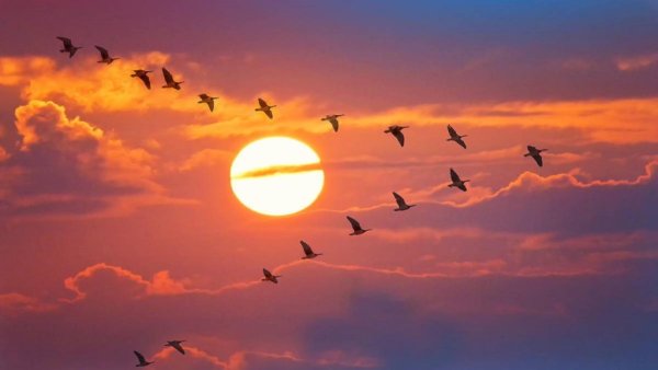 Птицы улетают в закат