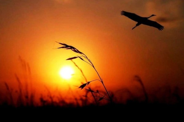 Журавль в небе