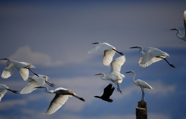 Заповедник Журавлиная Родина Талдом
