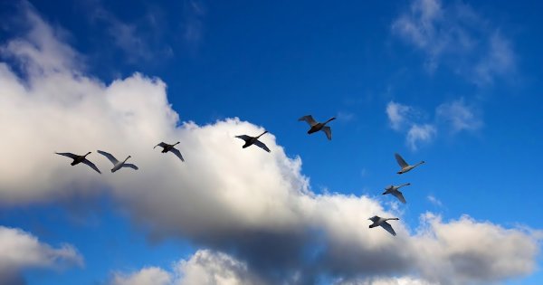 Журавлиный Клин