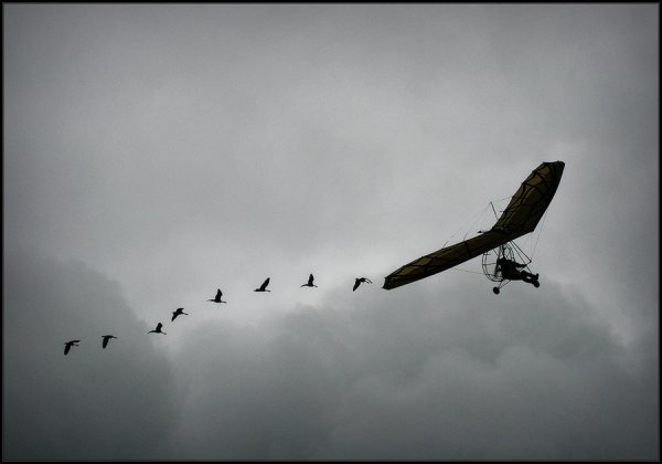 Журавли стихотворение Гамзатова