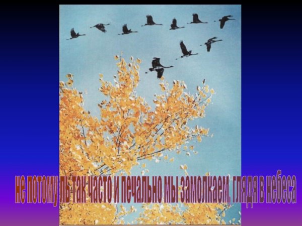 Превратились в стаю белых журавлей