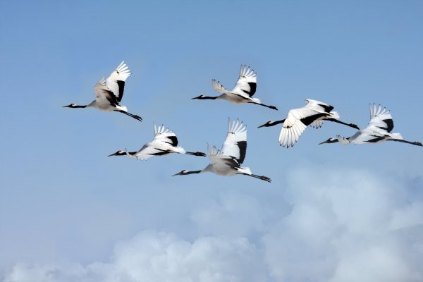 Журавли памяти