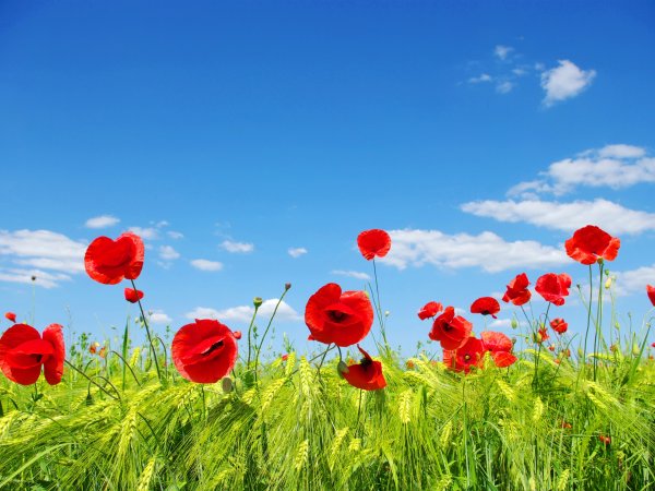 Маки на фоне голубого неба