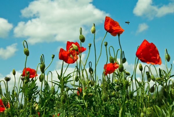 Красные маки