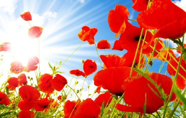 Маковое поле