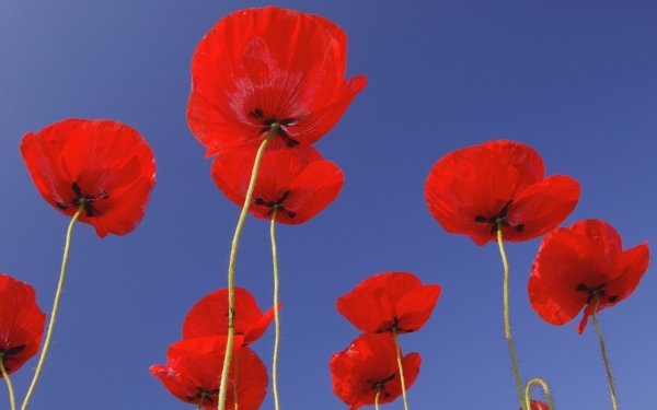 Маки на фоне голубого неба