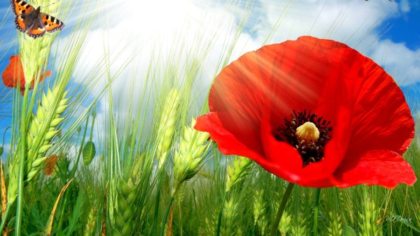 Маки и бабочки