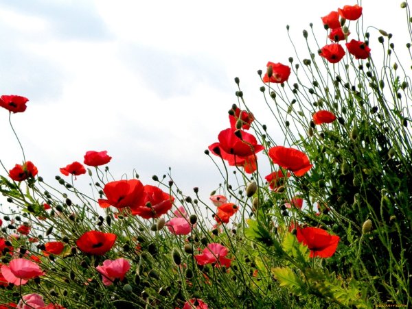 Маковое поле