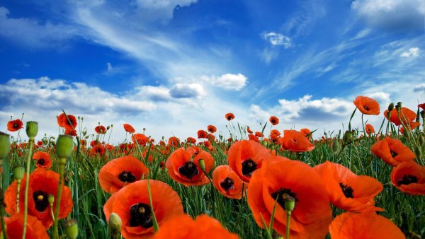 Маки с пожеланиями