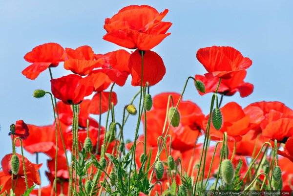 Севастополя красные маки