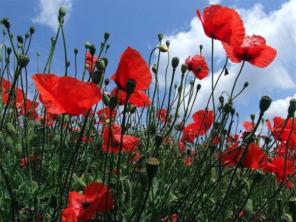 Маки и тюльпаны