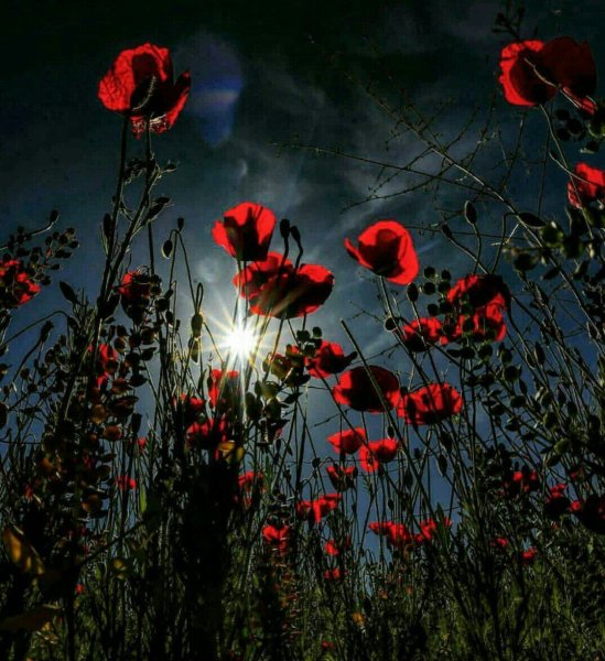 Маковое поле ночью