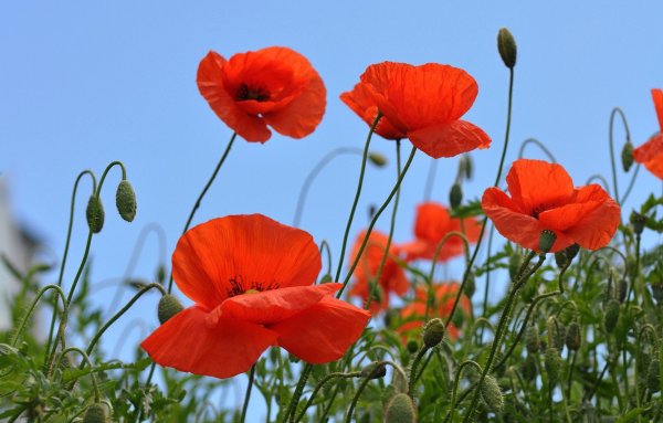 Исландские маки