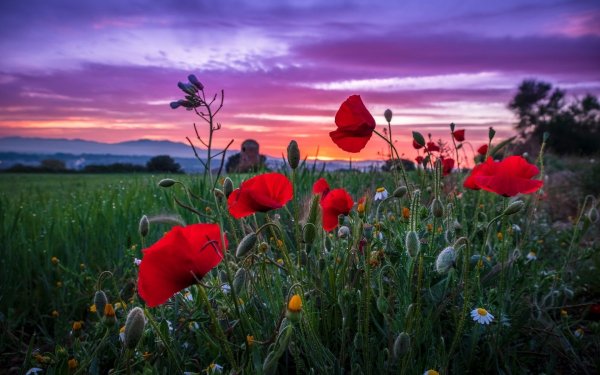 Красивый летний закат