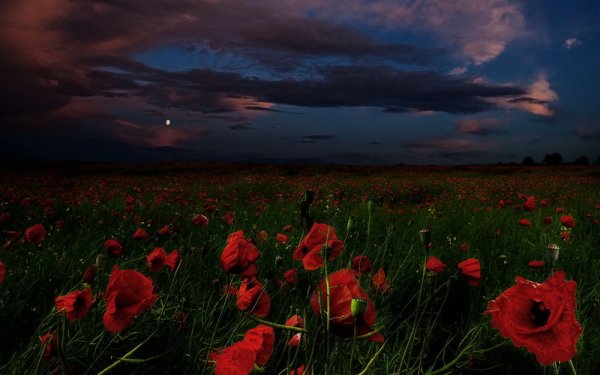 Маковое поле ночью
