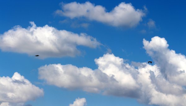 Живые облака