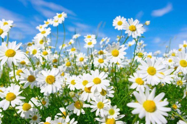 Кафельное панно с ромашками