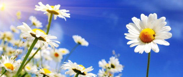 Ромашки на фоне голубого неба