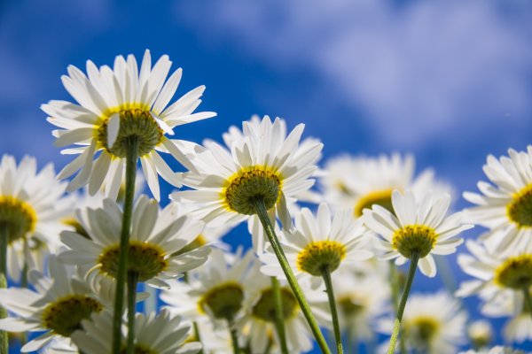 Ромашки на фоне неба