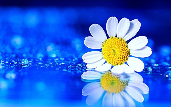 Ромашки на голубом фоне
