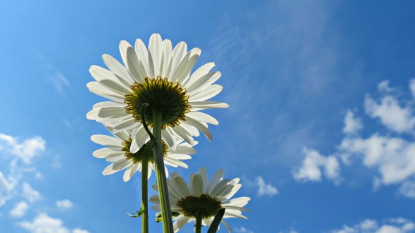 Ромашки и голубое небо