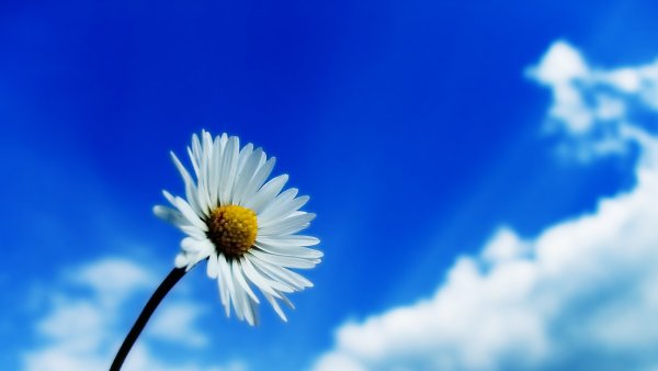 Ромашки на фоне голубого неба